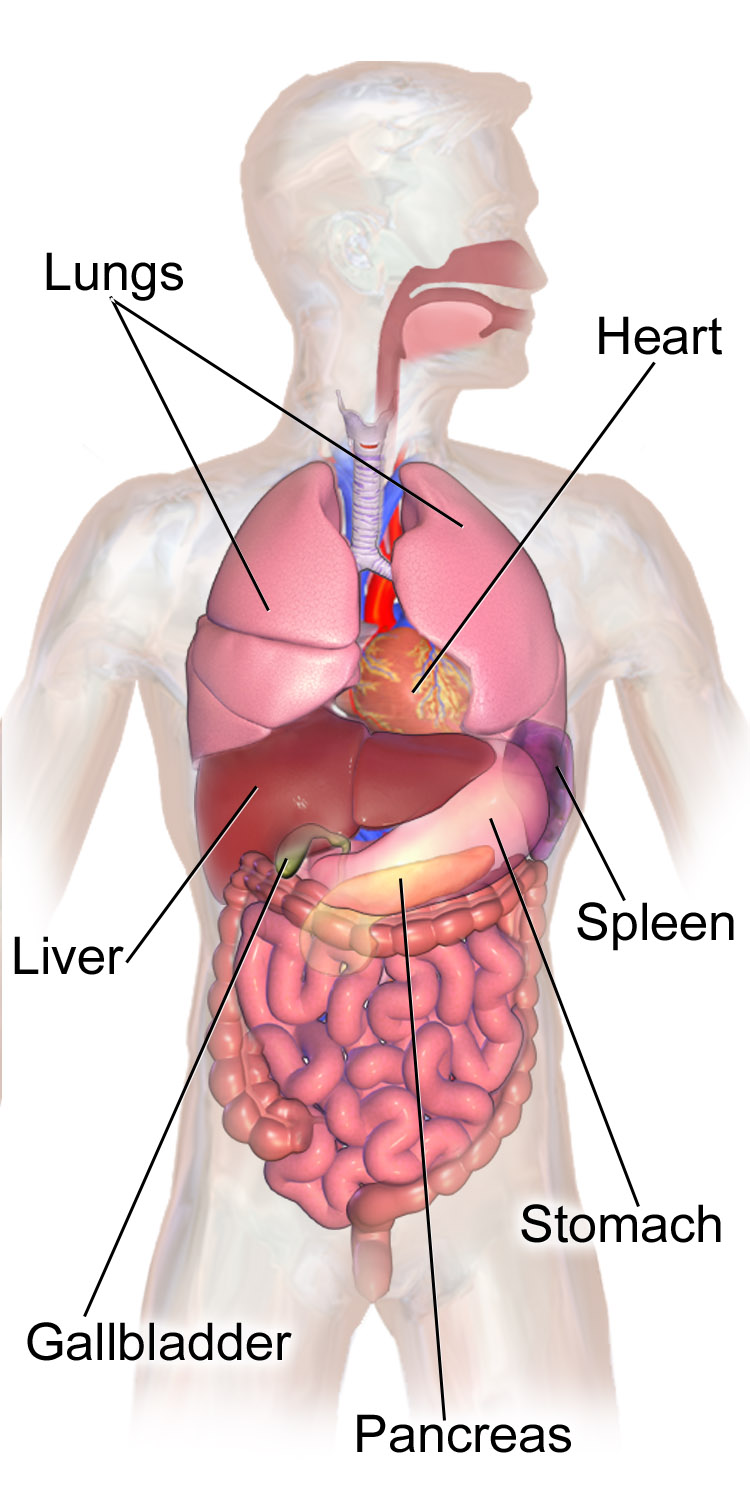 Anatomical image of human organs, showing a liver on the right and heart on the left